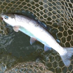 みんな釣るなあ 大安トラウトレイク